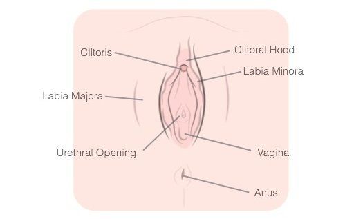 Red Z. reccomend Female clitoris structure functions