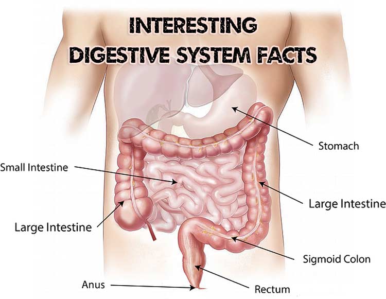 Gunslinger reccomend system funny Digestive