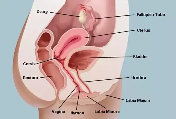 Penis penetration in cervix