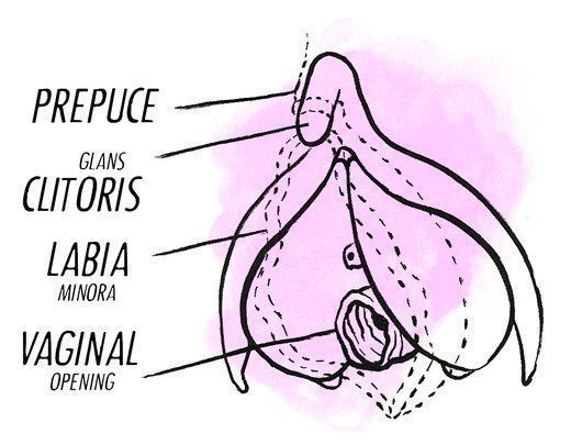Liquids that surrounds the clitoris