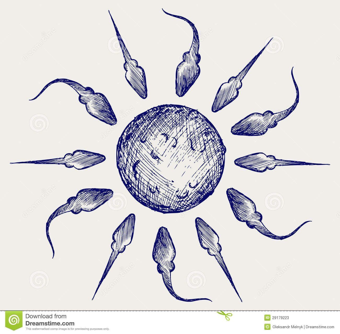 Illistrated pictures of sperm fertilizing egg