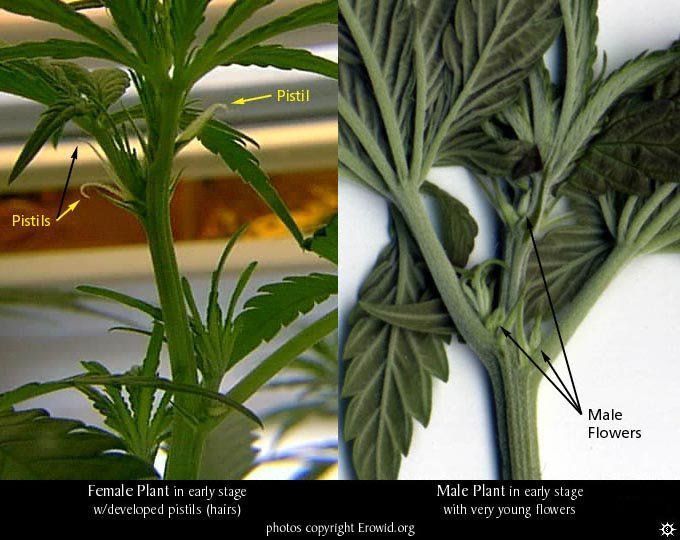 Male marijuana plants early flowering stage for