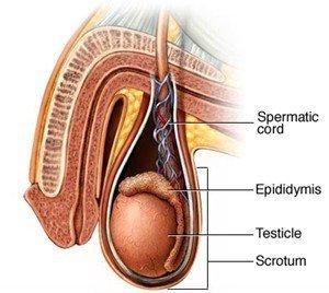 Twister reccomend Vasectomy retrieval of sperm