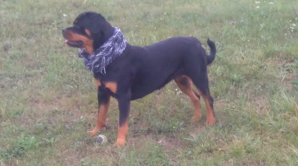 Funny rottweiler poems