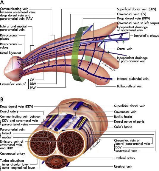 Deep dorsal penis vein