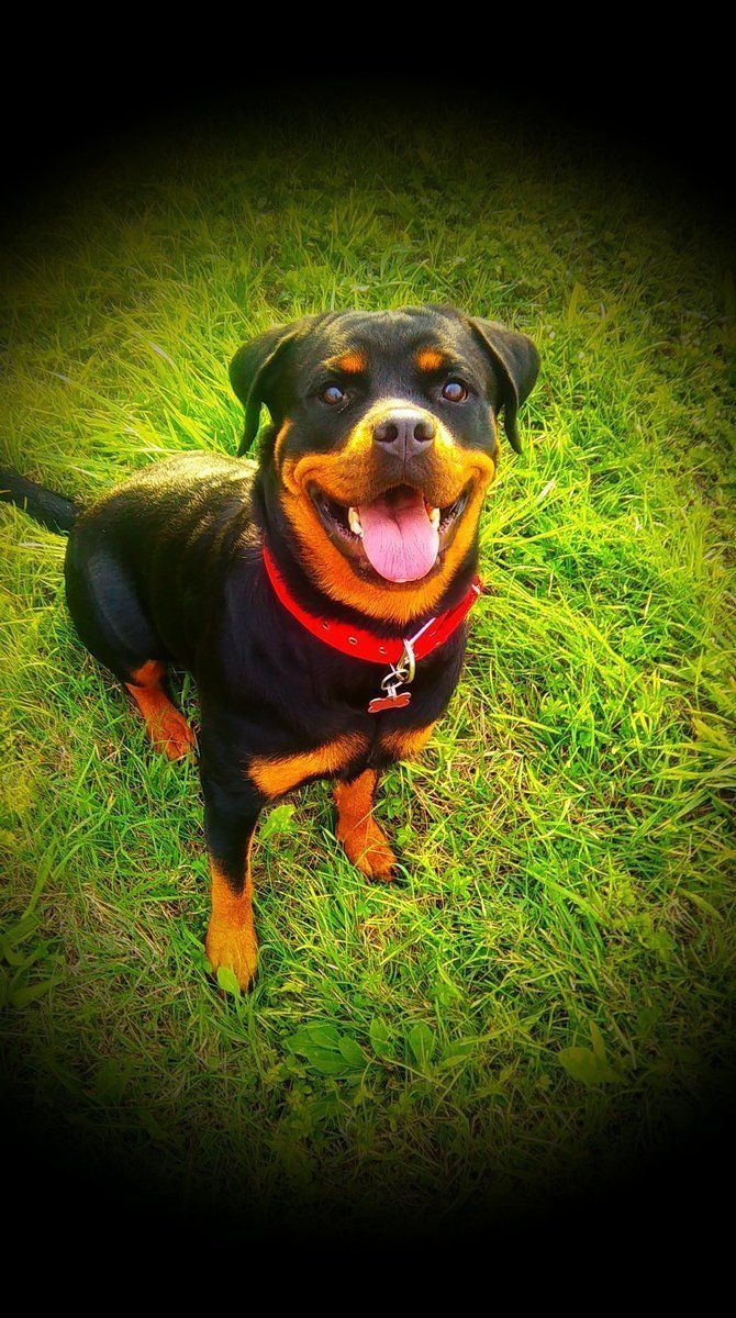 best of Rottweiler poems Funny