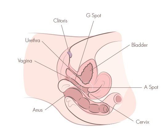 Anatomy of a g spot orgasm