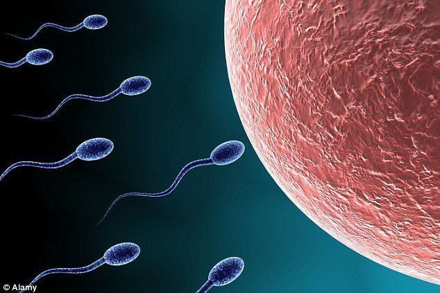Human sperm cells