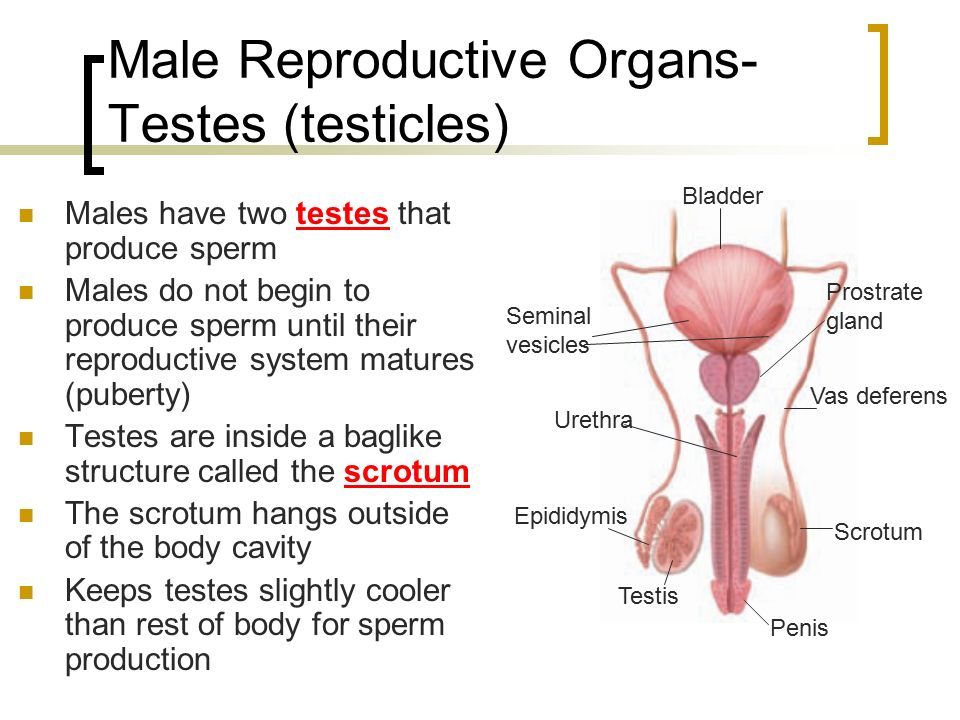Testis where sperm mature