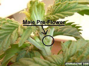 High-Octane reccomend Male marijuana plants early flowering stage for