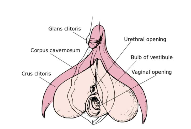 Female clitoris structure functions