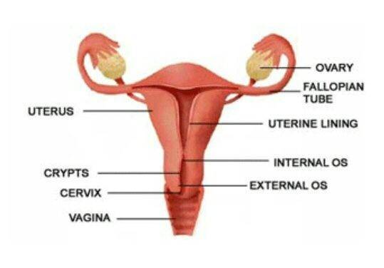TD recommendet cervix in Penis penetration