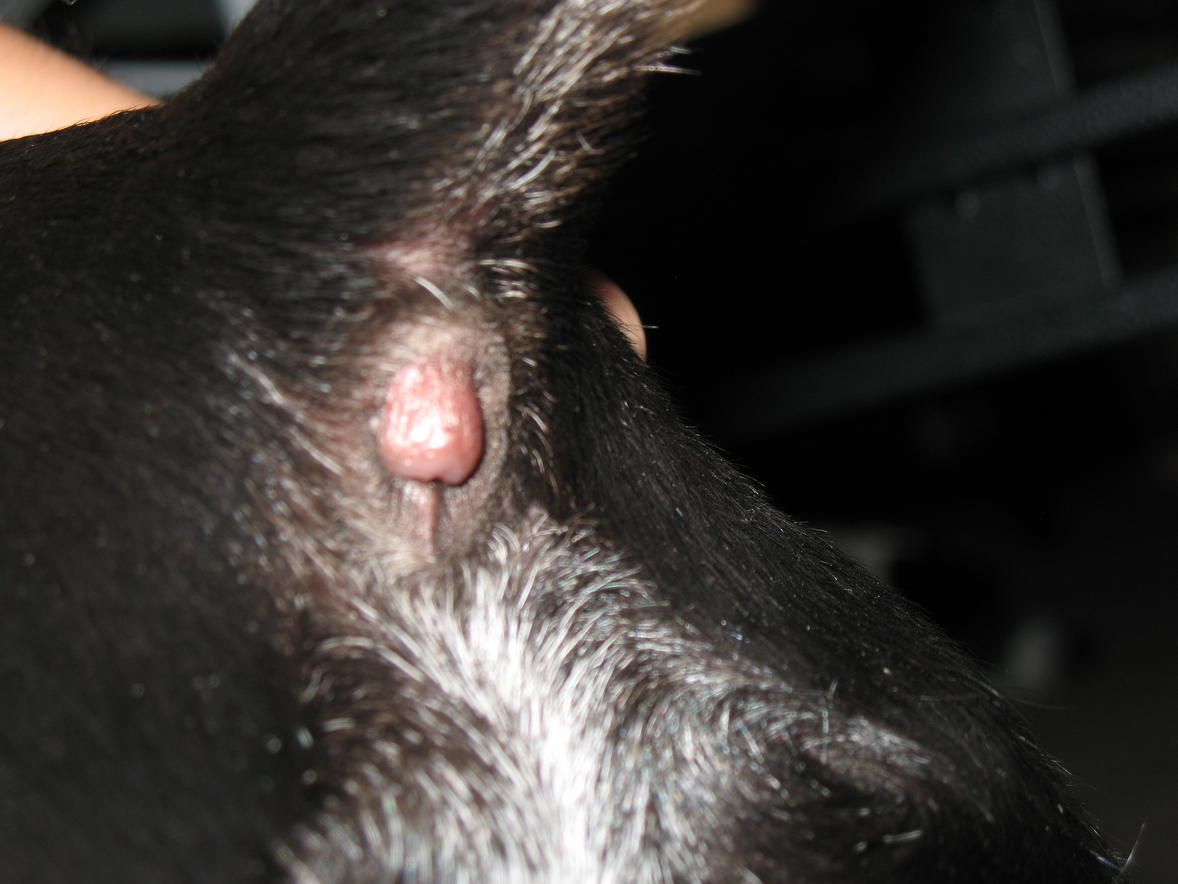 Canine infected anus