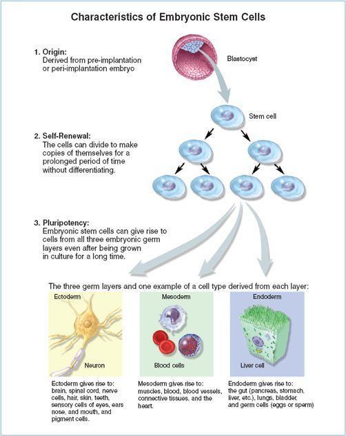Queen reccomend Adult embryonic stem cells