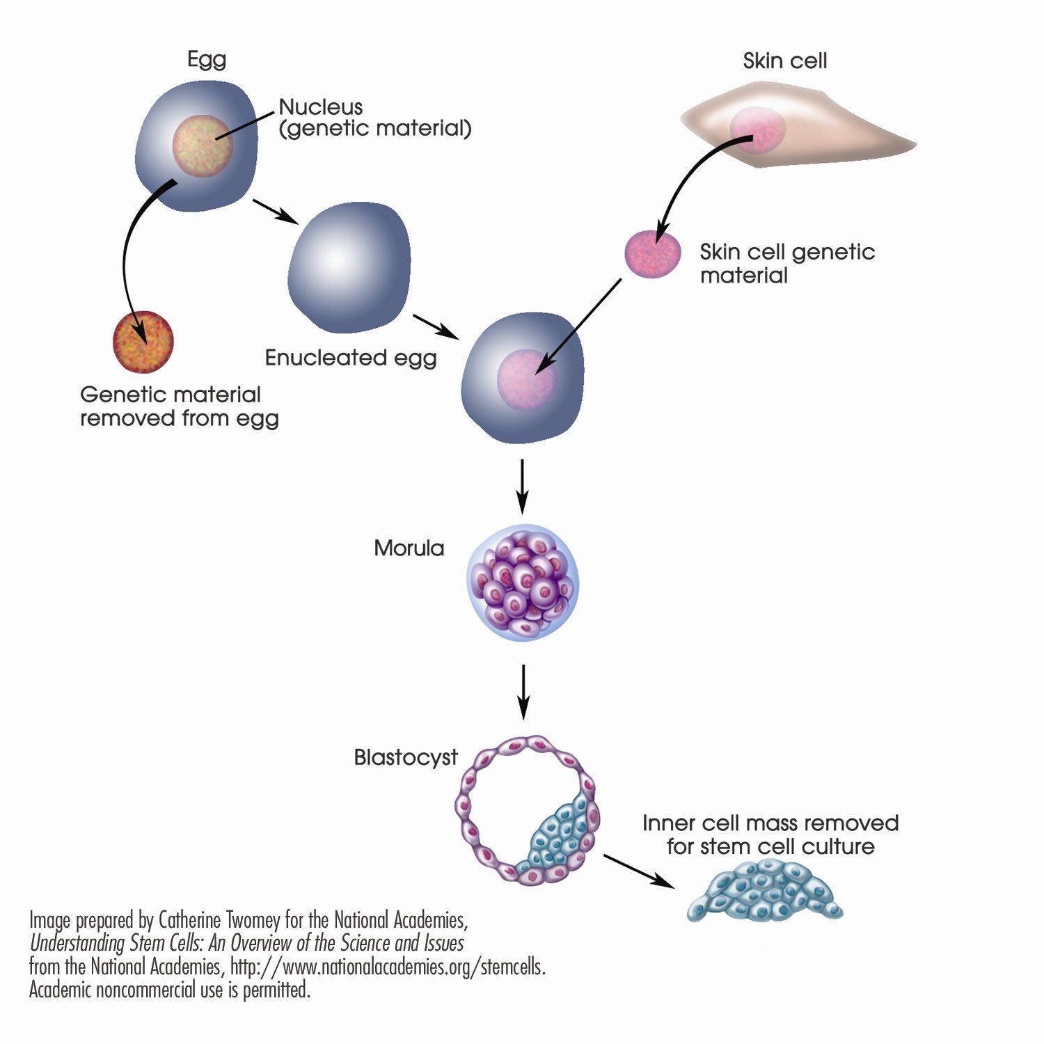 Adult embryonic stem cells