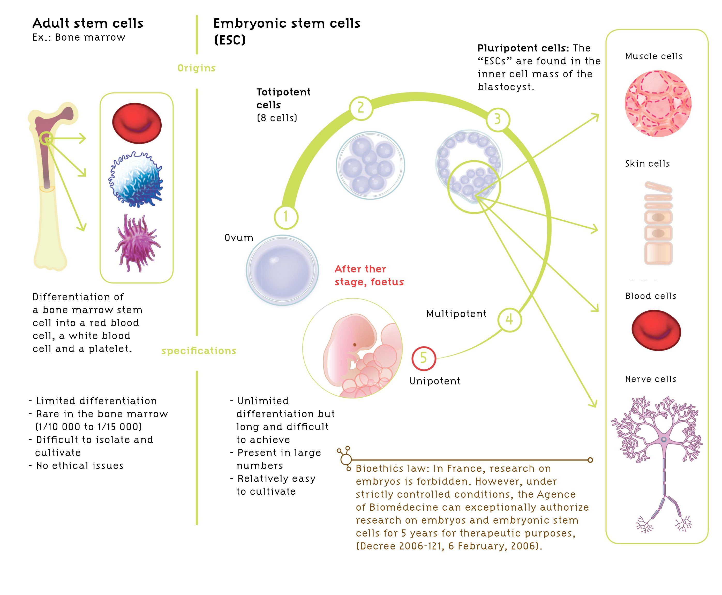 best of Cells Adult embryonic stem