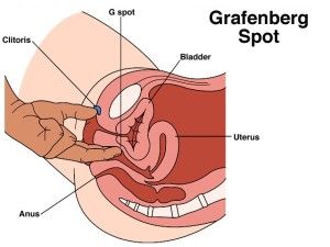 best of Of orgasm Anatomy spot a g