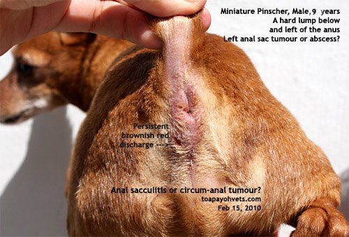 Canine infected anus