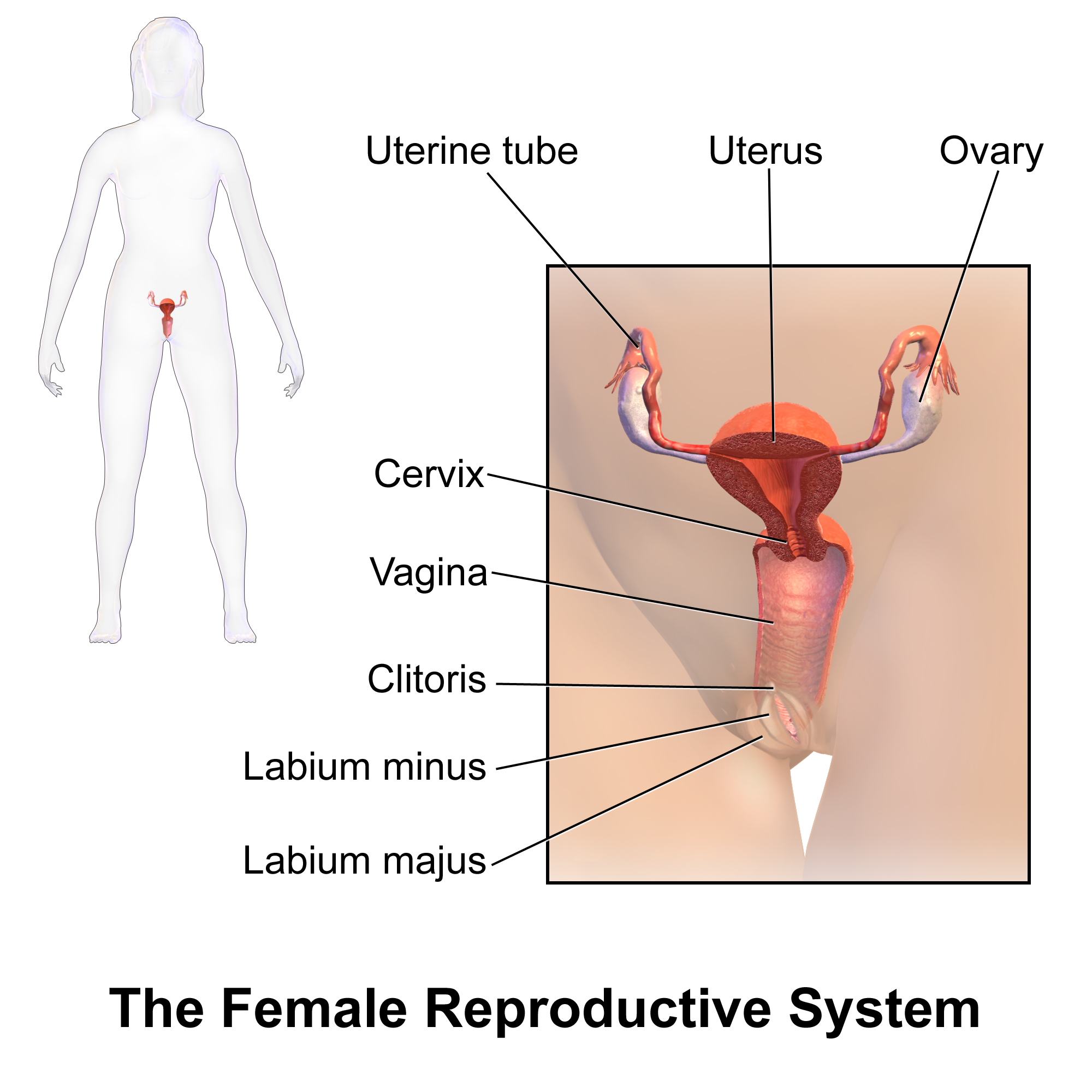 Snazz reccomend Female clitoris structure functions