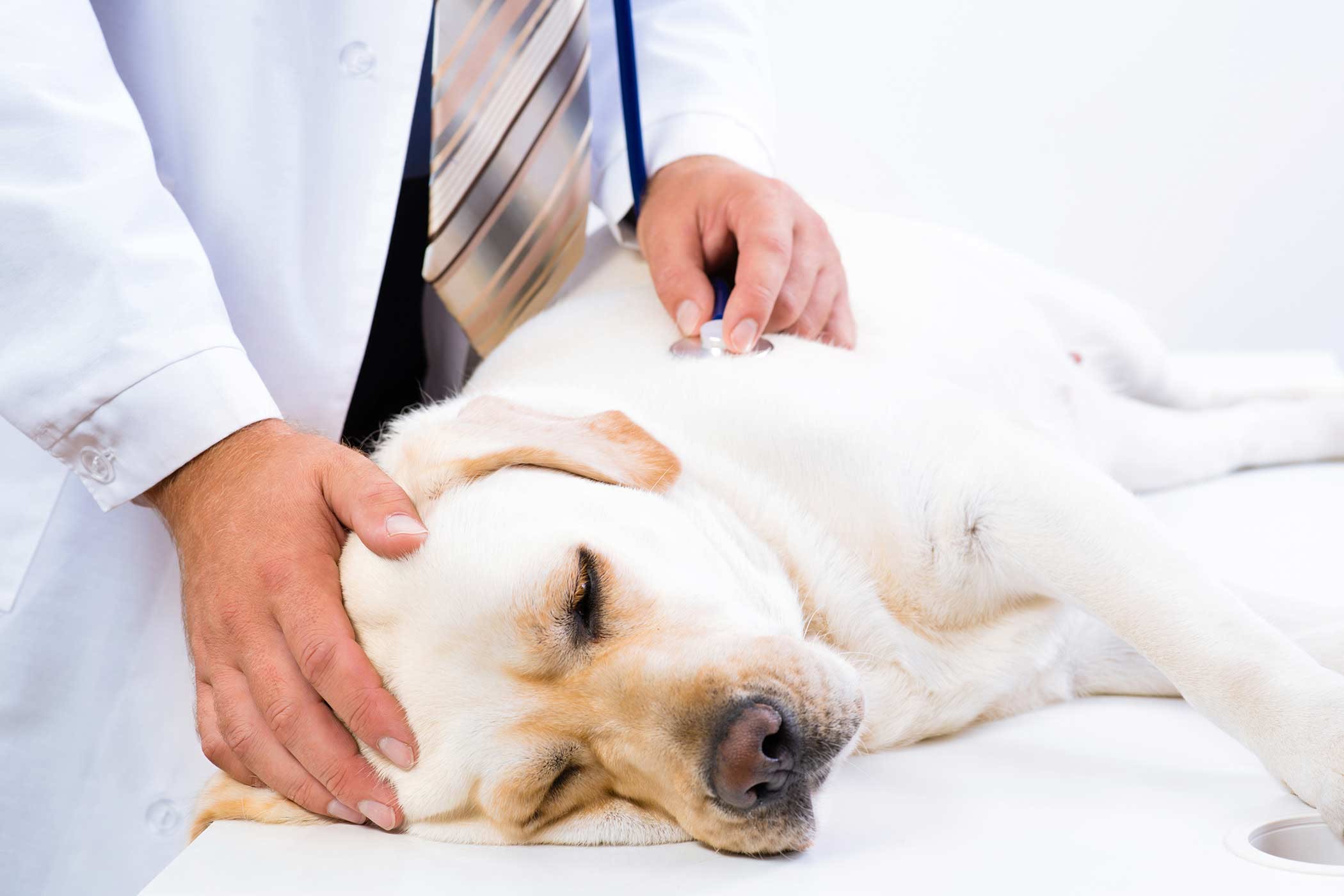 best of For canine anal fistulas treatments Homeopathic