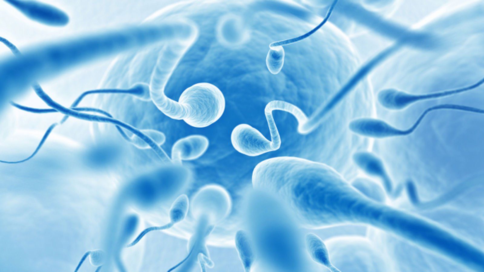 Skittle recommendet Human sperm cells